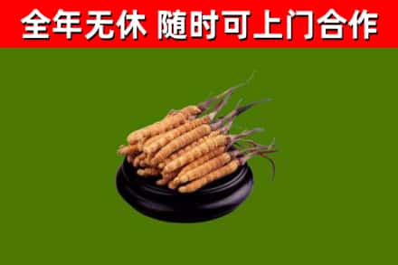 宁都县烟酒回收冬虫夏草.jpg